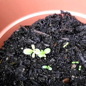 Love Grows Wild - Bomboniere Boho piantabili con semi di carta, piume - Vintage sbiadito immagine 4