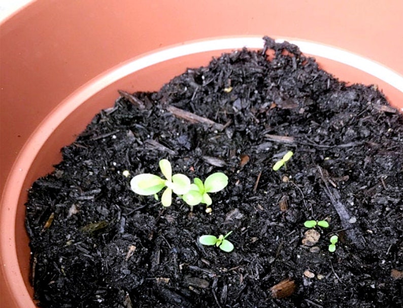 seeds sprouting from recycled ideas favors plantable seed paper hearts in a little terra cotta pot with soil