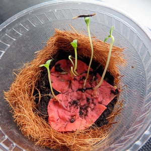 seeds sprouting from recycled ideas favors plantable seed paper hearts in a little pot