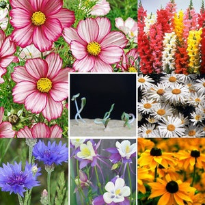 examples of the flowers that can grow from the seed paper