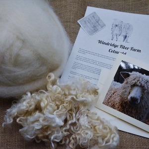 May include: An image showing raw, cream-coloured sheep's wool, a small sample of curly wool, and printed materials. The printed materials include a photo of a sheep and a document from Windridge Fiber Farm Cotswold.