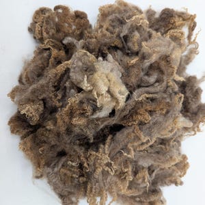 May include: A cluster of raw, unspun wool fibers in various shades of brown, tan, and gray. The fibers are curly and textured, forming a dense, rounded mass with individual locks of wool visible throughout the entire collection of material.