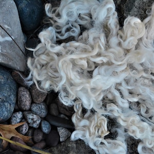 May include: Close-up of natural, off-white sheep's wool with a curly texture. The wool is spread across a bed of gray and brown rocks, with a few fallen leaves. The scene evokes a rustic, natural aesthetic.