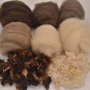 May include: An assortment of natural wool fibers in various shades of brown and cream. The image displays several bundles of wool, including tightly wound balls and loose, textured locks, ideal for crafting and textile projects.