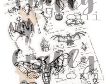 Crafty by Toni Halloween 2026… Anantomy Studies 1…A5 Stamp Set CBT0057