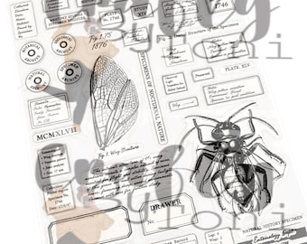 Crafty by Toni Halloween 2026…Anatomy Studies 2…A5 Stamp Set CBT0058