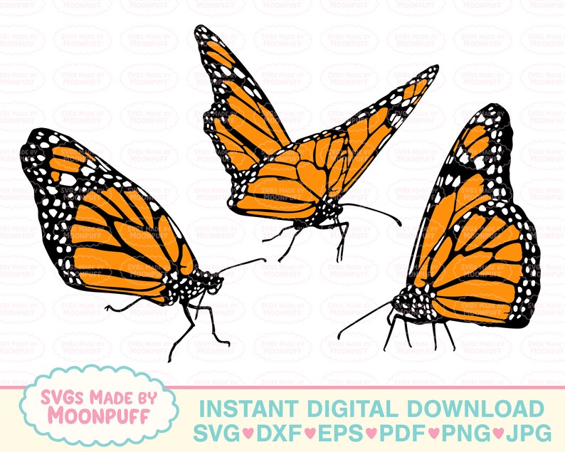 Download Realistic Butterflies Side View Cut File SVG Butterfly | Etsy