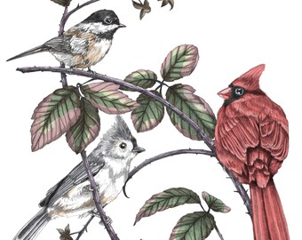 Winter Birds - Limited Edition Fine Art Illustration Print