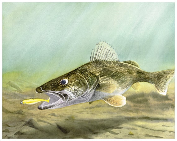 Swimbait Saugeye/walleye, original Watercolor Painting Artwork