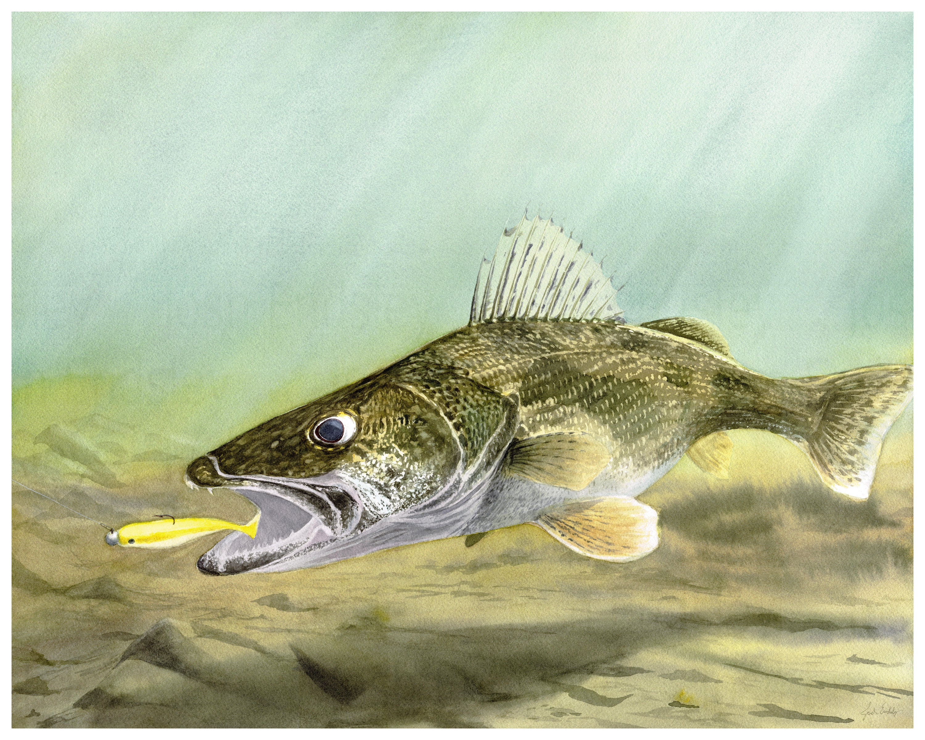 Saugeye vs walleye