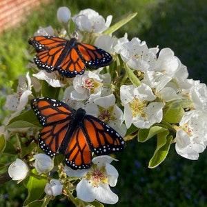 Monarch butterfly polymer clay dangling earrings
