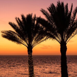 Palm Tree Beach Sunset Canvas Wall Art | Clearwater Beach Florida Landscape Print Decor | Will Simpson Photography
