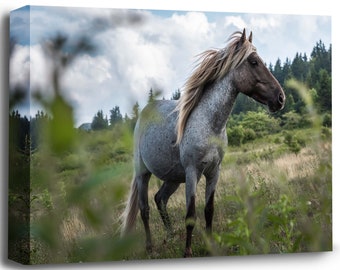 Horse Decor Canvas Print - Animal Wall Art - Made In USA - Photograph by Will Simpson