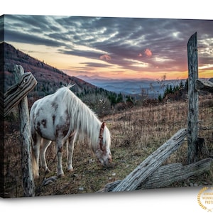 Grayson Highlands Blue Ridge Mountains Sunset Wild Pony Art | Canvas Wall Decor Landscape | Horse Photo | Will Simpson Photography