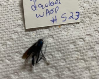 May include: A dark blue mud dauber wasp specimen positioned below a white rectangular paper tag with the handwritten blue ink text: Blue mud dauber WASP # 523. The insect features a slender body, long legs, and dark wings with a metallic blue sheen.