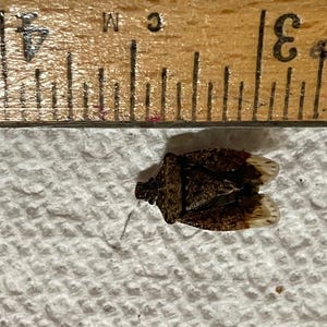 May include: A brown mottled stink bug positioned next to a wooden ruler showing a measurement of approximately 0.6 inches in length. The insect has a shield-shaped body with dark brown markings and translucent wing tips, resting on a white surface.