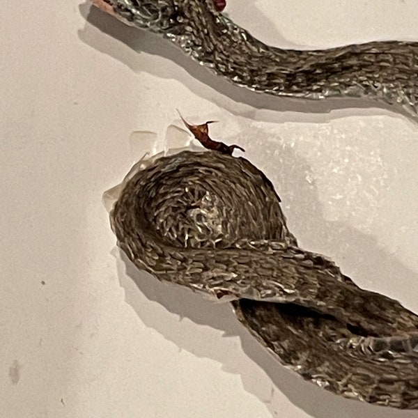 Pequeña serpiente muerta genuina de Carolina del Norte