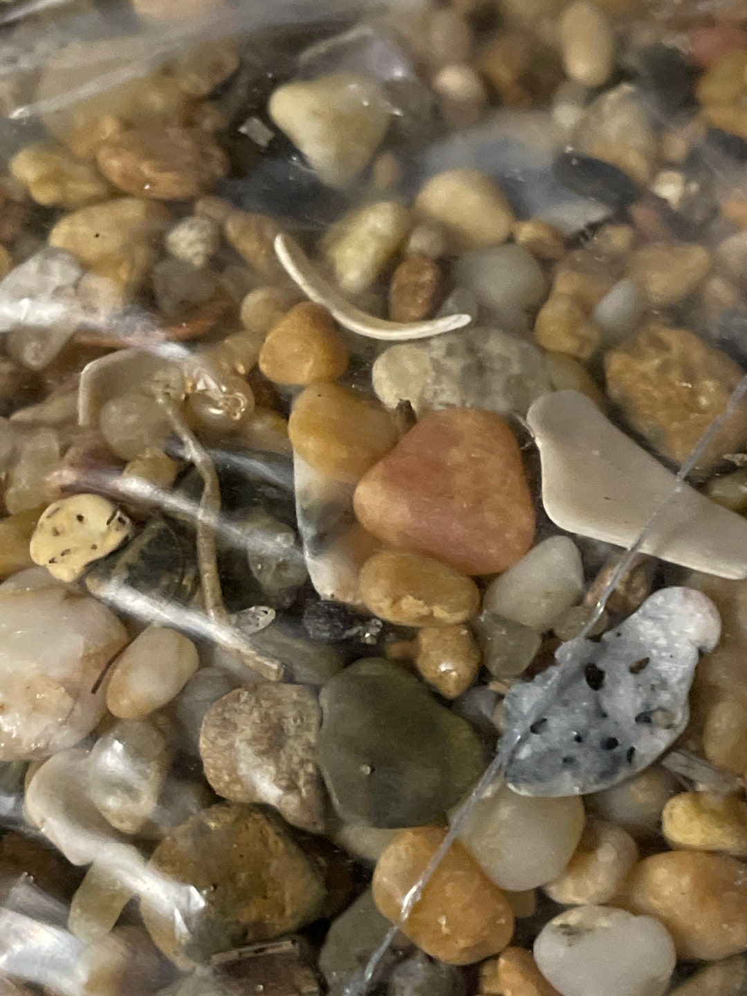 Small Shells, and Pebbles From the Outer Banks Beaches of North ...
