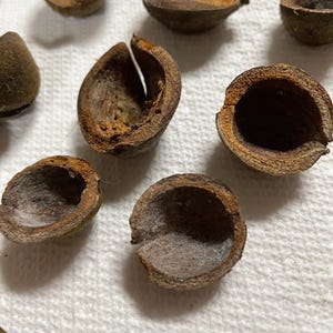 May include: A collection of brown, empty seed pods, each split open to reveal the inner texture. The pods are arranged on a white, textured surface, with varying degrees of light and shadow. The overall composition suggests a natural, organic theme.