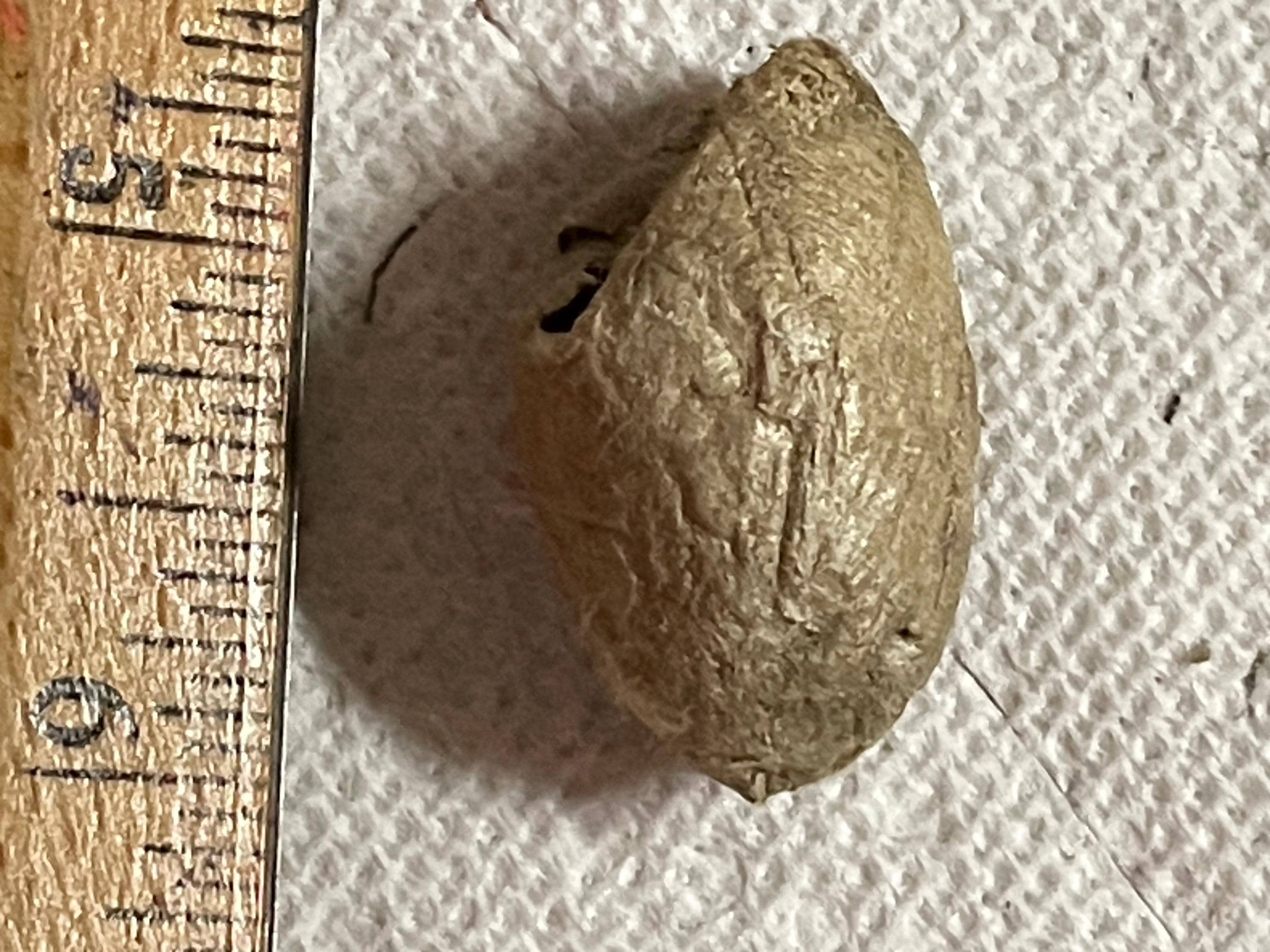Live Moth Cocoons - Etsy