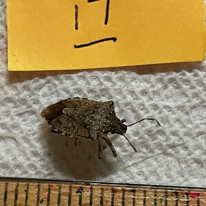 May include: A brown shield-shaped stink bug with a mottled, textured exoskeleton and thin antennae, positioned above a wooden ruler showing markings in inches, with a yellow paper note above the insect displaying the handwritten number 17.