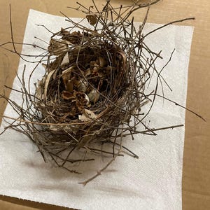 May include: A bird nest constructed from thin brown twigs, dried leaves, and fibrous plant material. Inside the hollow center of the nest, two small, speckled, off-white eggs are visible, nestled among the dry organic debris and tangled branches.