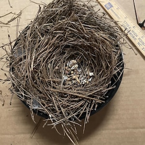 May include: A bird nest constructed from brown pine needles and twigs, resting inside a black circular container. A wooden ruler is positioned next to the nest, showing a measurement of approximately 5 inches in diameter for the nest structure.