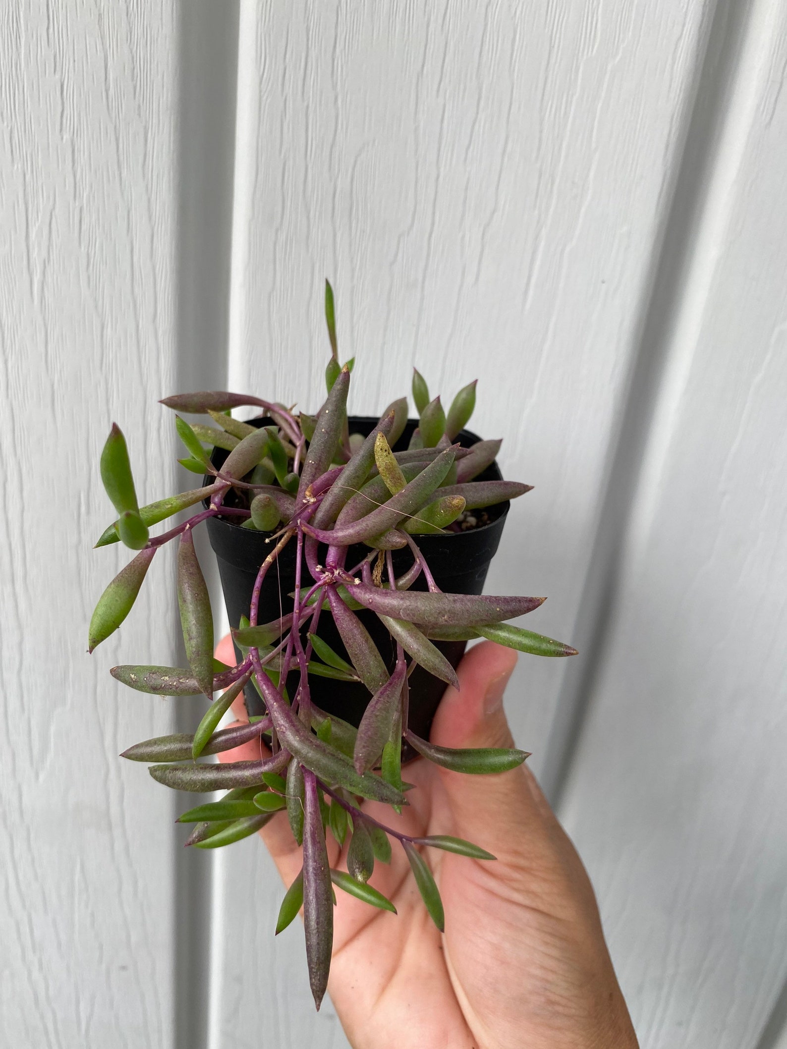 string of ruby plant care