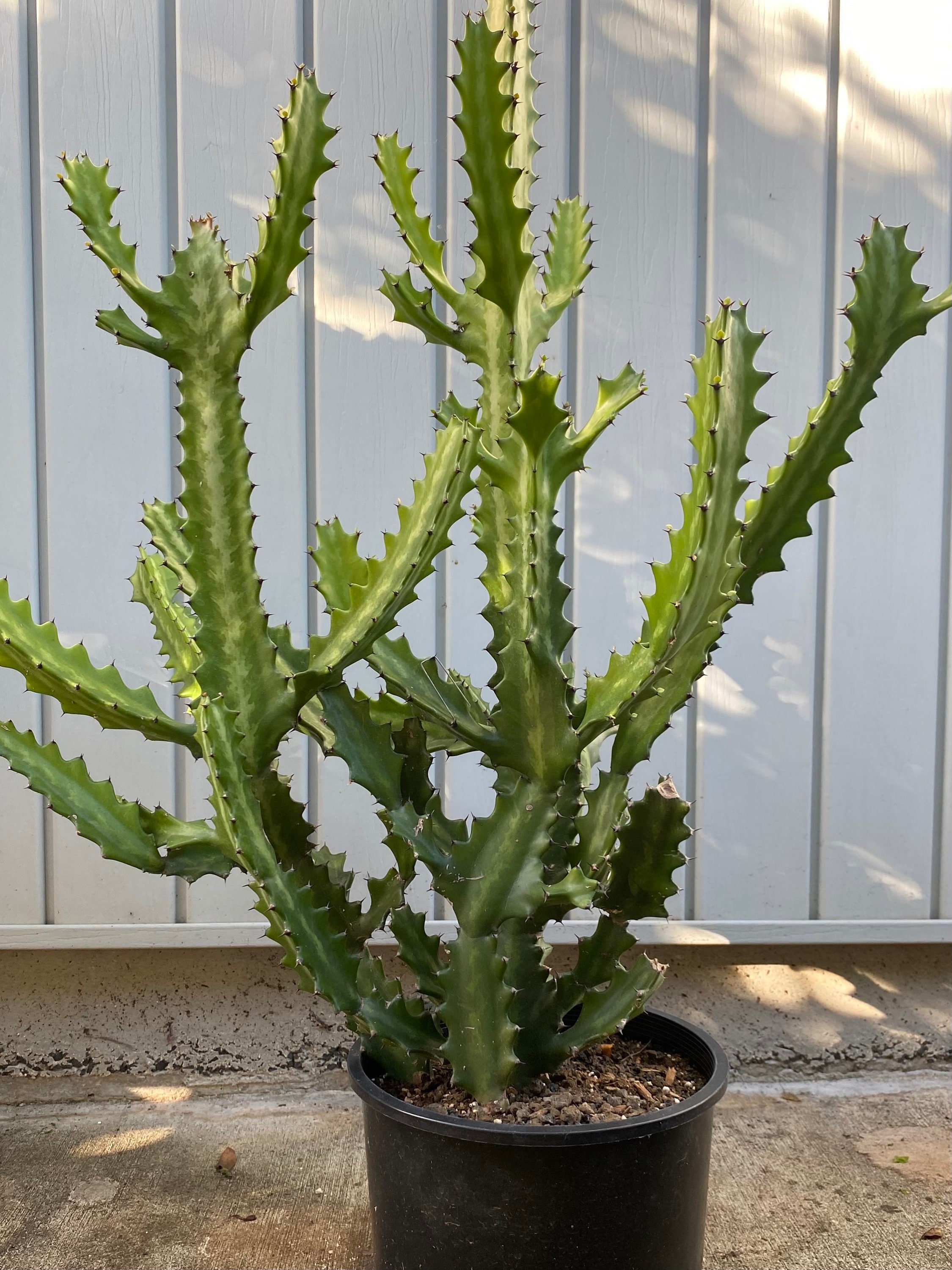 Candelabra Cactus For Sale