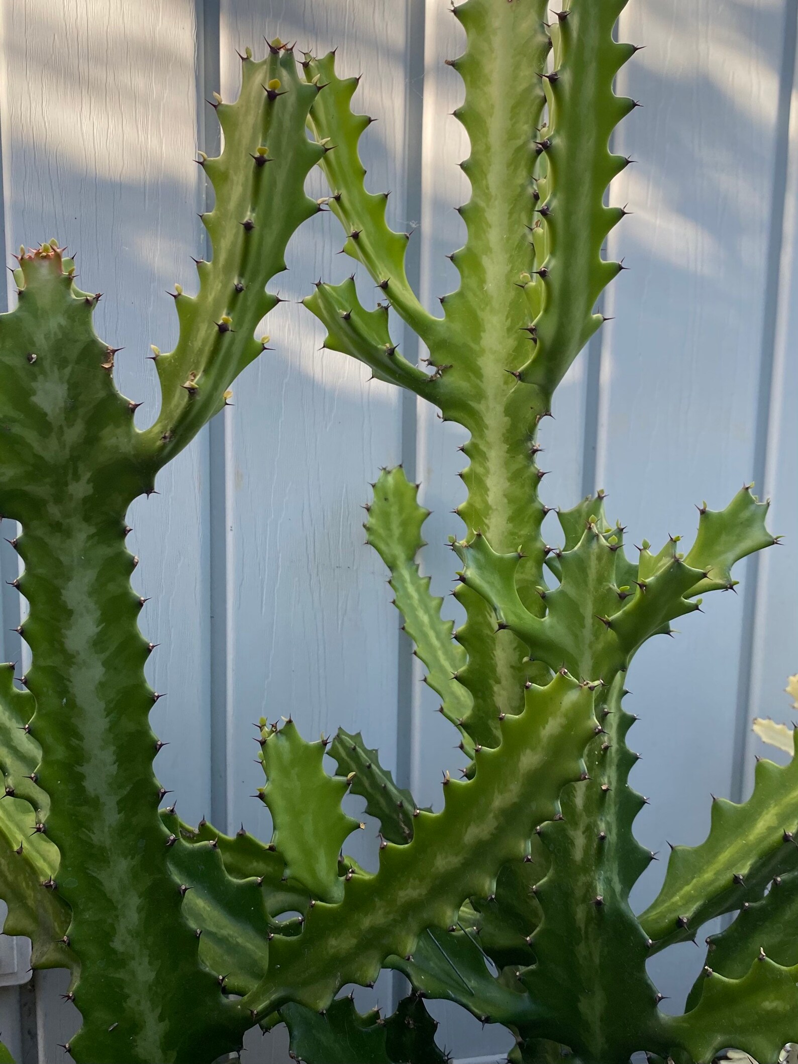 Milkstripe Euphorbia lactea dragon bone candelabra cactus Etsy