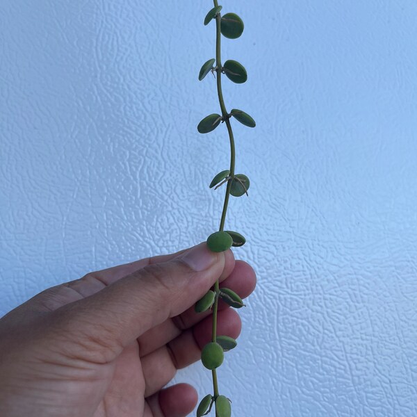 String of Nickels Etsy