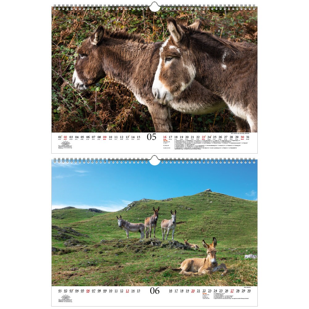 Donkey Magic A3 Calendar for 2021 Donkey Soul Spell Etsy