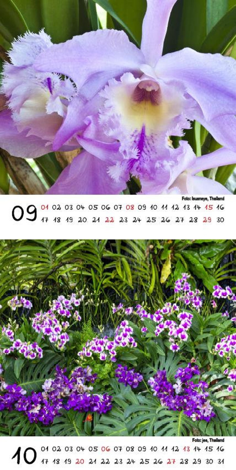 EUR 9.98/pc. Orchid Magic Calendar for 2024 Format 10 Cm X 10 Cm