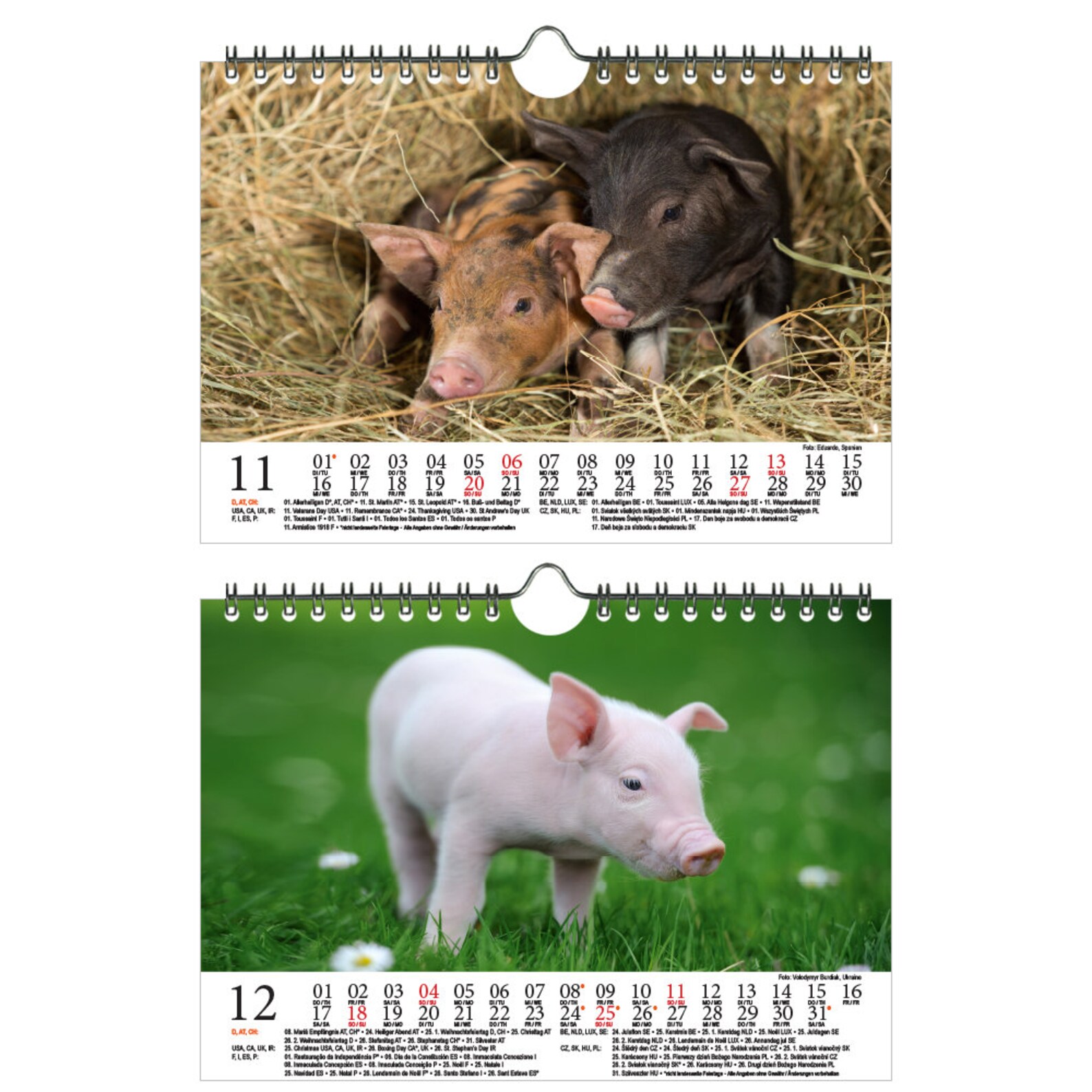 La magie du cochon DIN A5 Calendrier mural pour 2022 Cochons | Etsy