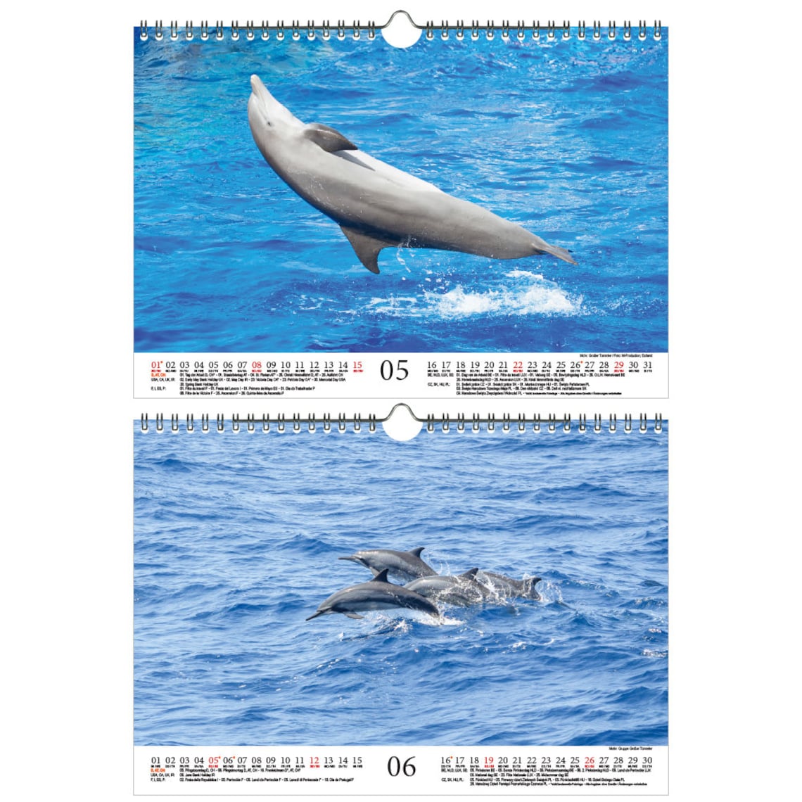 Dolphin Magic DIN A4 Calendar for 2022 Dolphin Dolphin Soul | Etsy