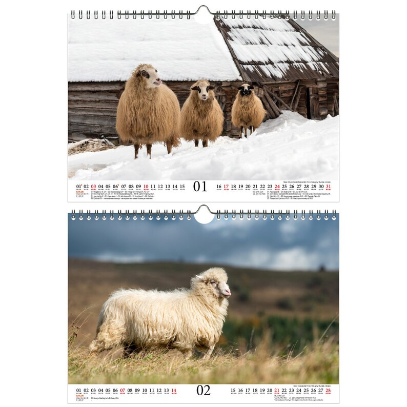 Sheep Magic A4 Calendar For 2021 Sheep And Lambs Soul Magic Etsy