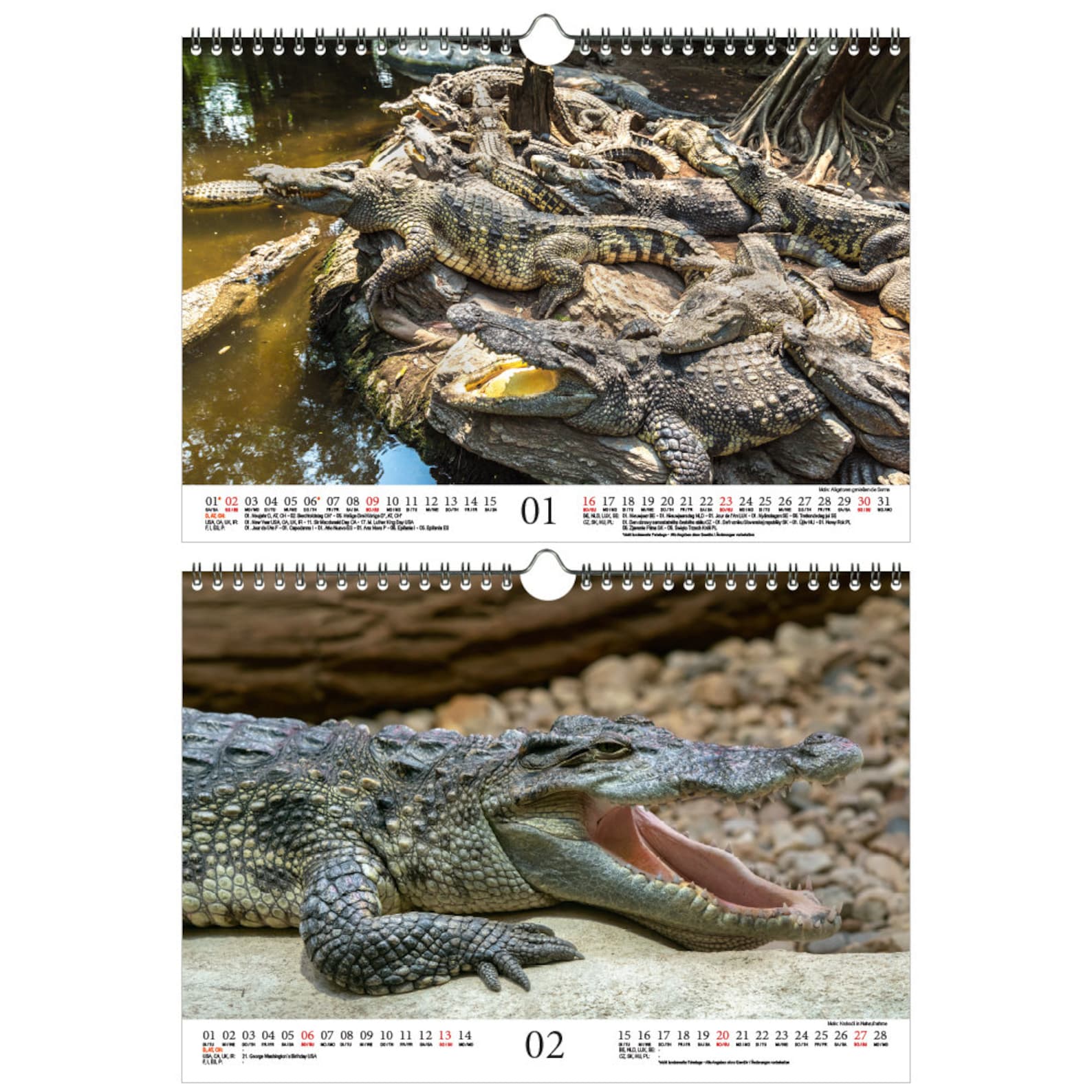 Crocodile Magic DIN A4 Calendar for 2022 Crocodiles and Etsy