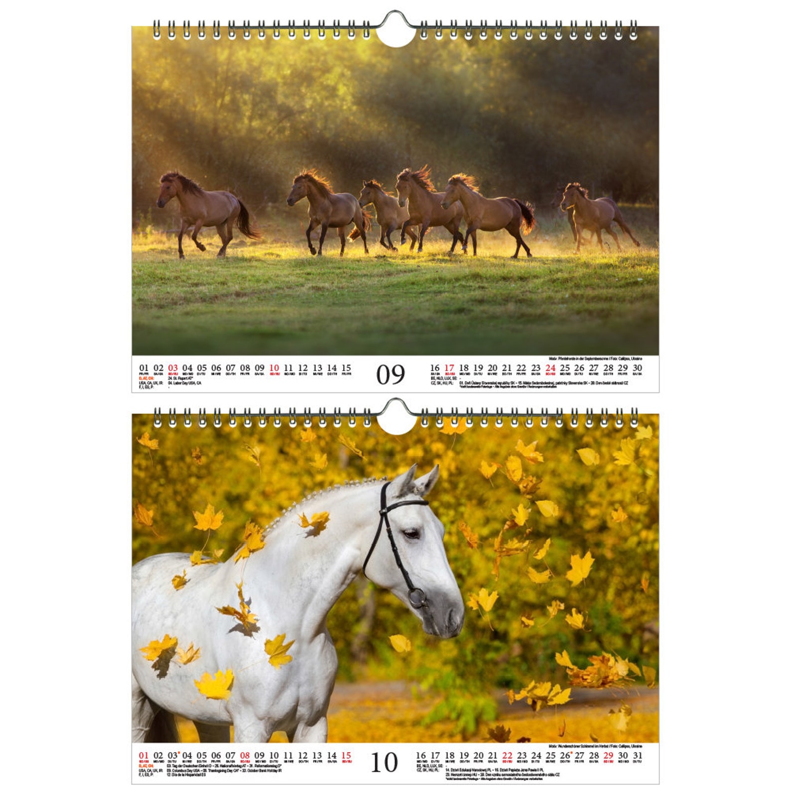 1498 Eur/pcs. Horse Magic DIN A4 Calendar for 2023 Horses and - Etsy