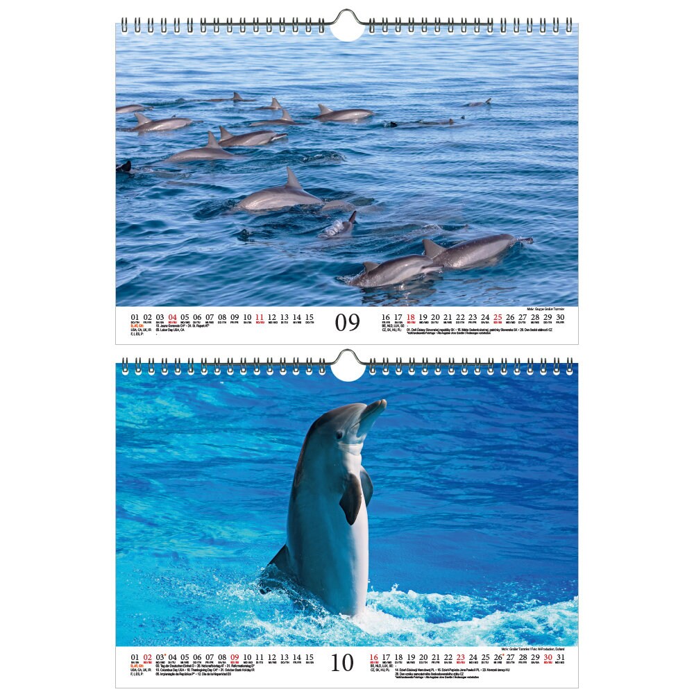 Dolphin Magic DIN A4 Calendar for 2022 Dolphin Dolphin Soul | Etsy