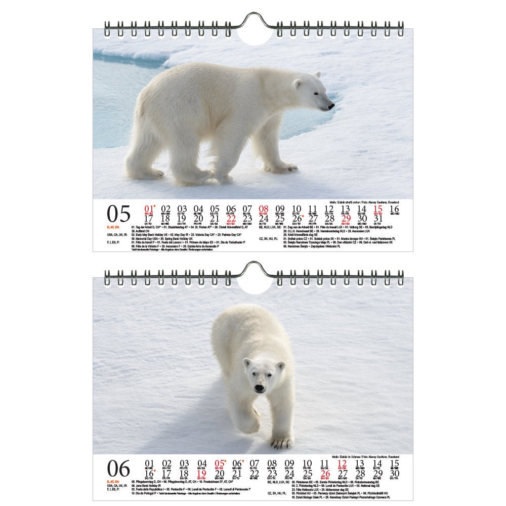 Polar Bear Magic DIN A5 Wall Calendar for 2022 Polar Bear | Etsy