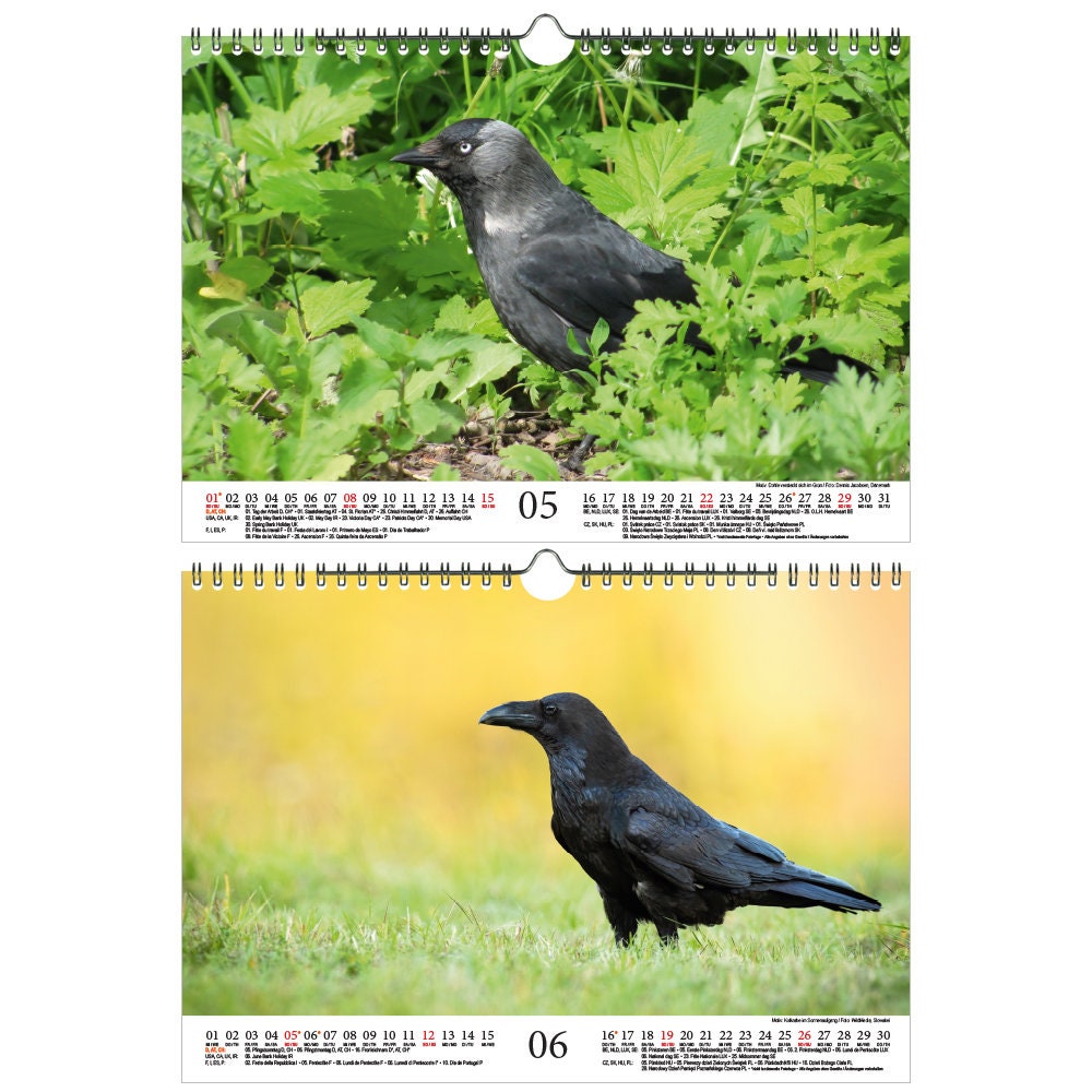 Raven Magic Ravens Crows and Jackdaws DIN A4 Calendar for | Etsy