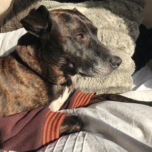 May include: A brindle dog wearing a brown and orange striped sweater is lying on a white bed with a gray furry pillow.