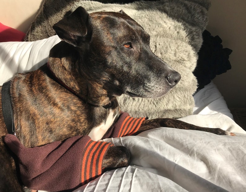 May include: A brindle dog wearing a brown and orange striped sweater is lying on a white bed with a gray furry pillow.