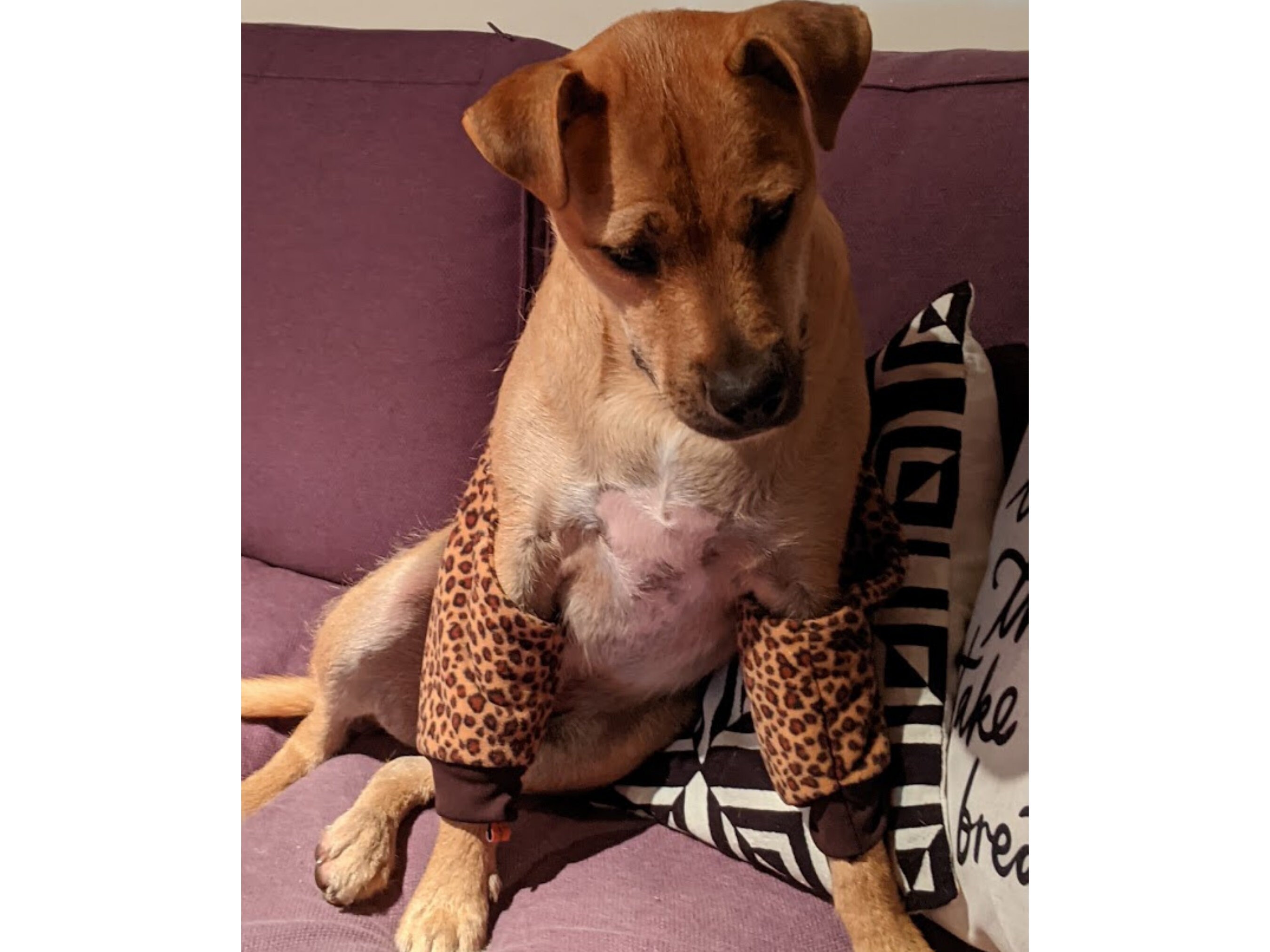 Dog Recovery Sleeves / Padded Elbow Protection DOUBLE Etsy