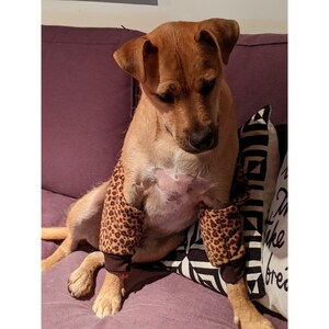 May include: A brown and white dog wearing leopard print arm warmers sits on a purple couch. The dog is looking down at the couch. The couch has a white pillow with black and white geometric patterns.