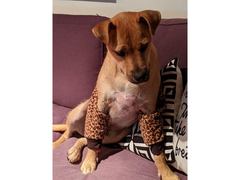 May include: A brown and white dog wearing leopard print arm warmers sits on a purple couch. The dog is looking down at the couch. The couch has a white pillow with black and white geometric patterns.