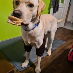 May include: A light brown Labrador Retriever dog wearing a black leg brace on its front right leg. The dog is holding a brown chew toy in its mouth and is standing on a gray mat.