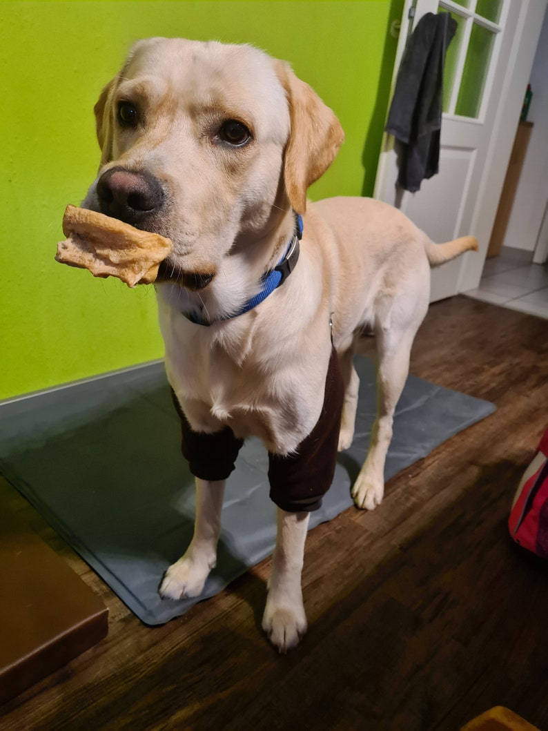 May include: A light brown Labrador Retriever dog wearing a black leg brace on its front right leg. The dog is holding a brown chew toy in its mouth and is standing on a gray mat.