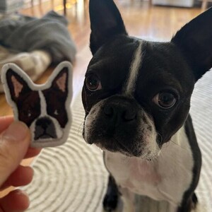 May include: A black and white Boston Terrier dog sits next to a patch with a similar dog face design. The patch has a white border and features the dog's face in brown, black, and white.