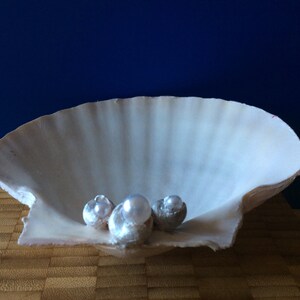 May include: A white seashell with three white pearls inside. The seashell is sitting on a wooden surface.
